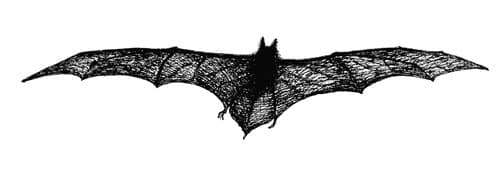 Dracula tailpiece: The Bat